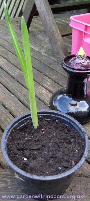 hyacinth bulblets potted up