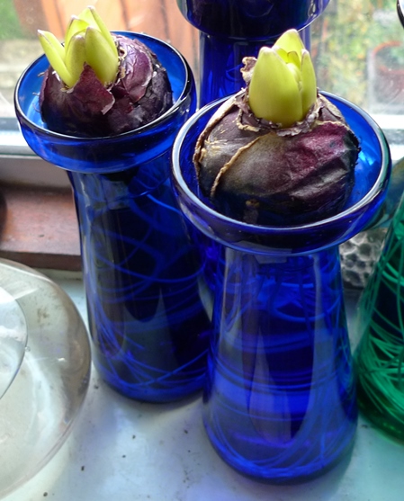 forced hyacinth bulbs in hyacinth vases
