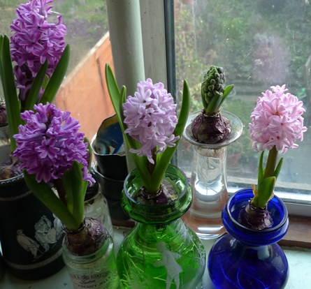 comparison of hyacinth colours