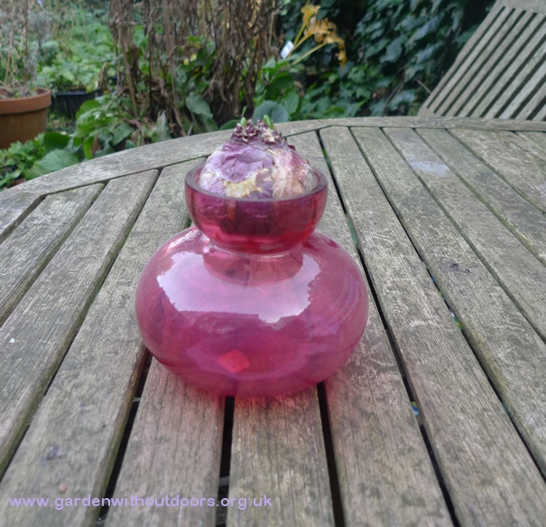 hyacinth vase with hyacinth bulb