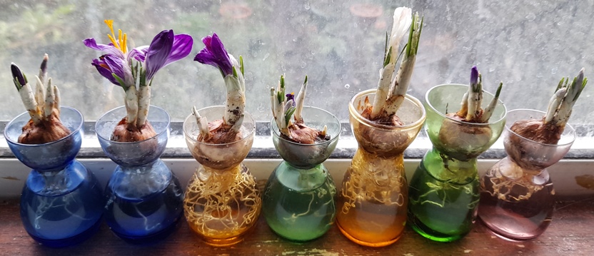 crocus in bloom in crocus vases