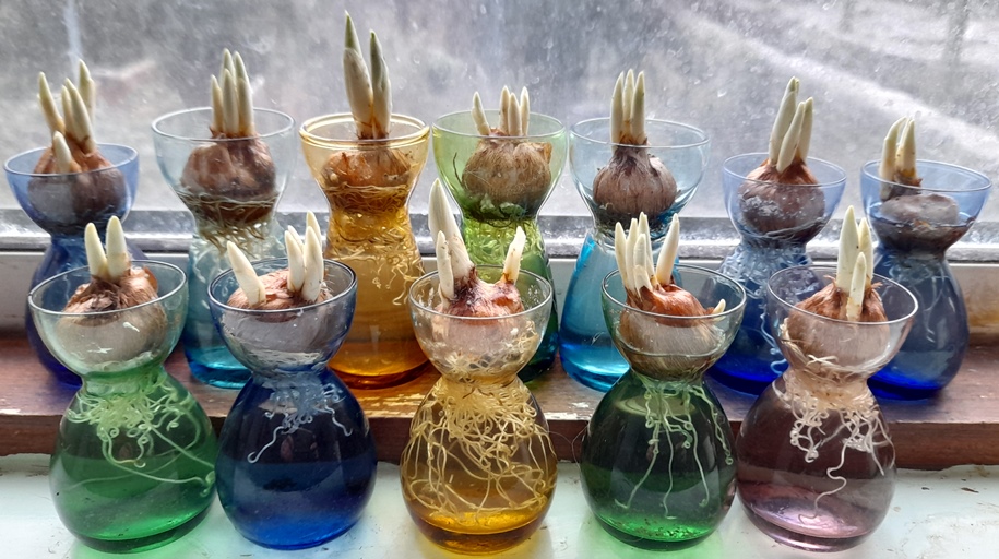 forced crocus bulbs in vases