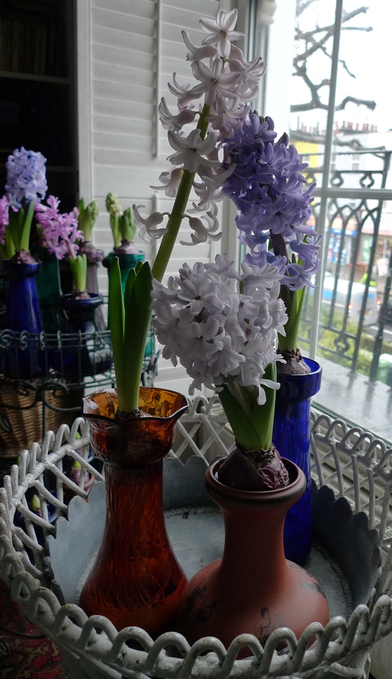 double-stemmed hyacinth