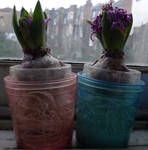 purple sensation failed hyacinths