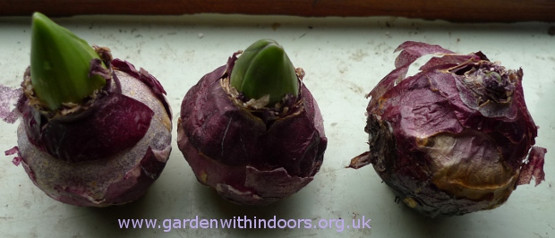 failing hyacinth bulbs