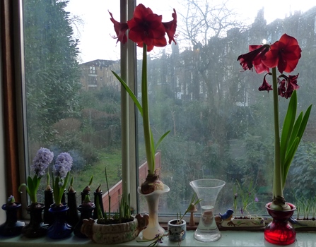 amaryllis in forcing vases