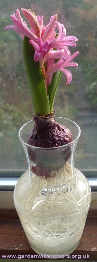 forced hyacinth in bloom