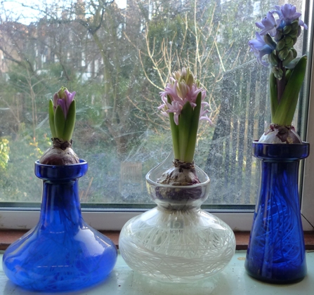 first signs of hyacinth flowers