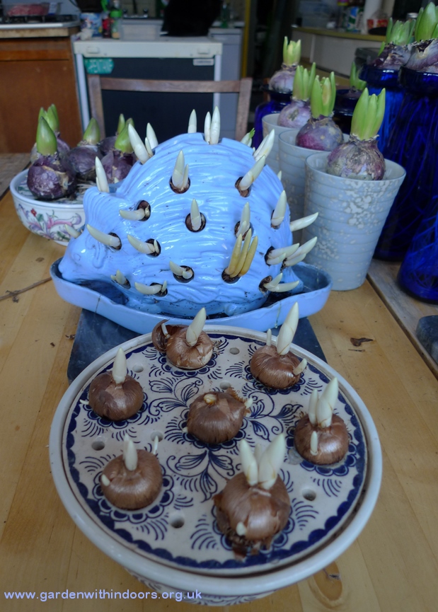 crocus bowl Wedgwood hedgehog with crocus bulbs