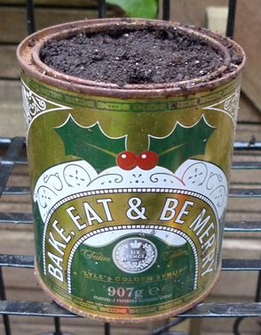 golden syrup tin planted with tulips