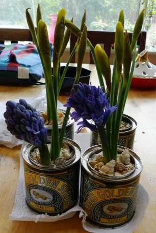 Golden Syrup tins with hyacinths and daffodils