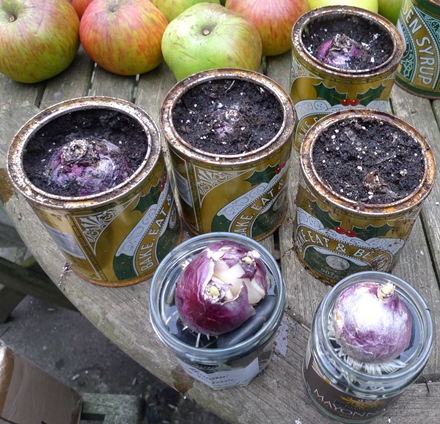 golden syrup tins with hyacinth bulbs