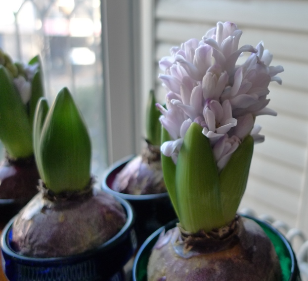forced hyacinth flower