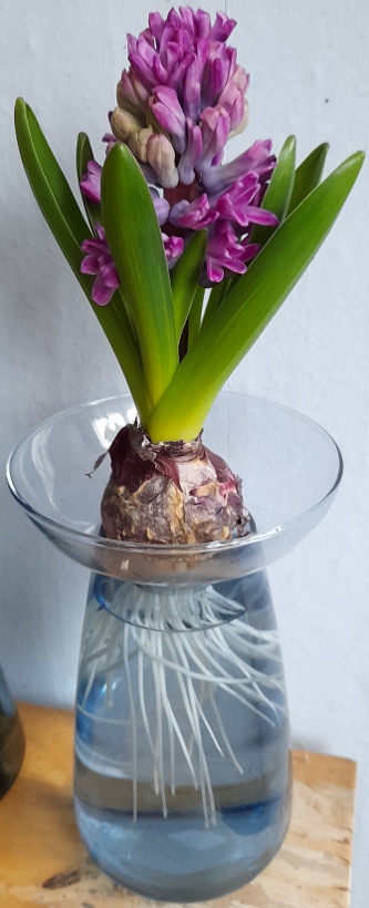 forced Miss Saigon hyacinth in hyacinth vase