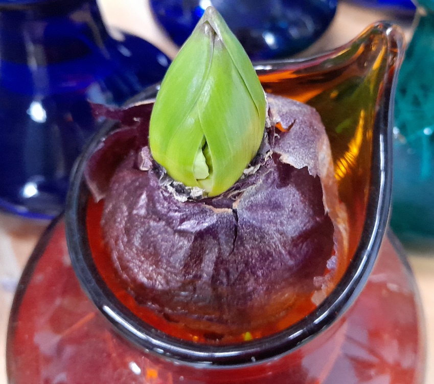 hyacinth bud in hyacinth vase