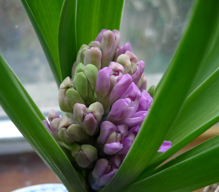 Miss Saigon hyacinth buds