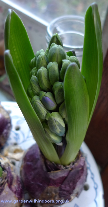 forced hyacinth