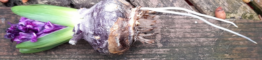 hyacinth bulb roots