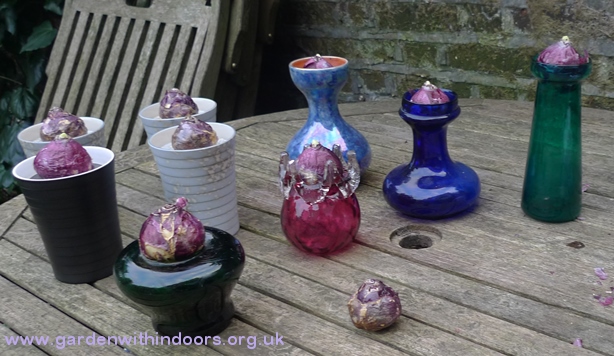 hyacinth bulbs and hyacinth vases