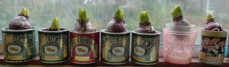 forced hyacinth bulbs in Tate and Lyle golden syrup tins