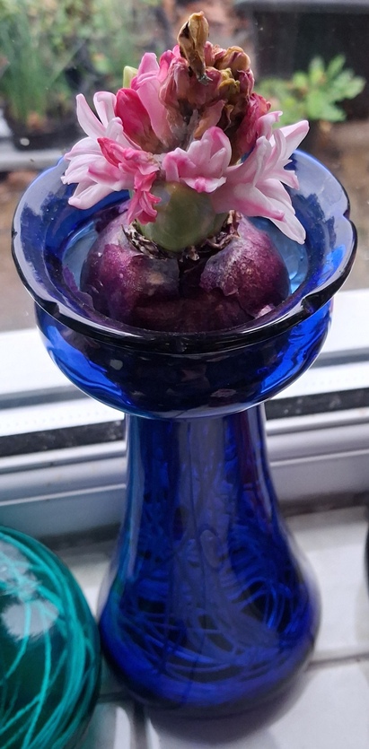 hyacinth vase