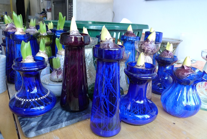 hyacinths in hyacinth vases