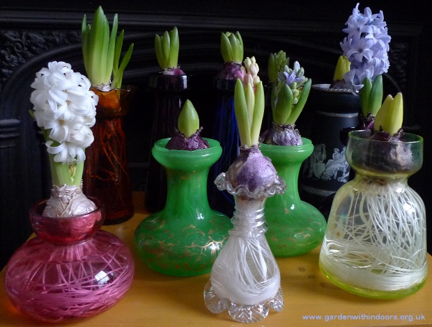 forced hyacinth flowers and buds