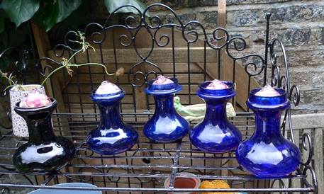 hyacinth vases with Bloms Fresco hyacinth bulbs