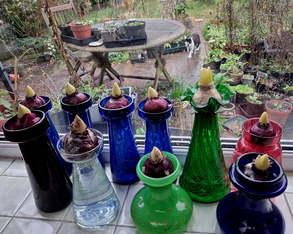 hyacinth vases out of dark