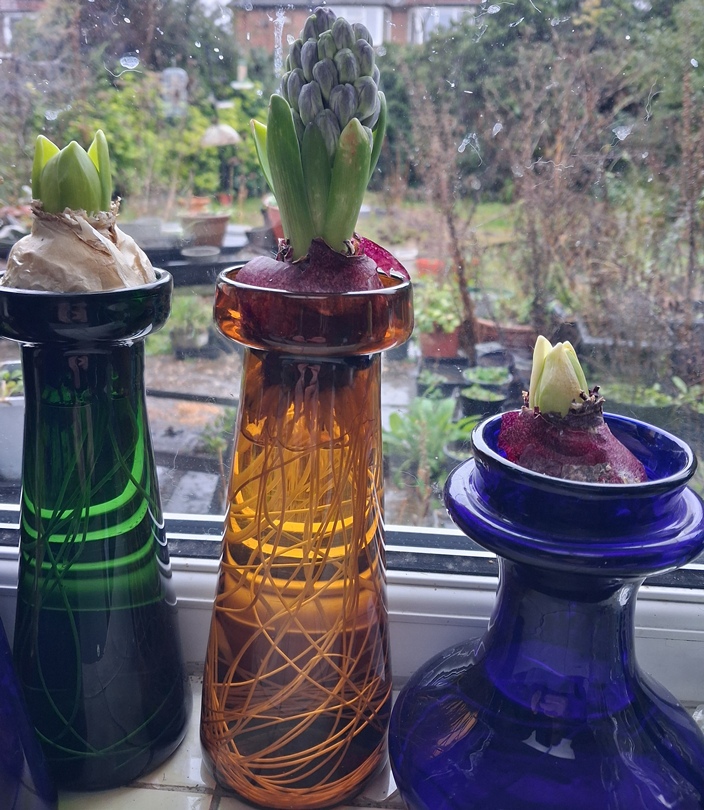 forced hyacinth vase