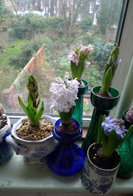 force hyacinths in vases on christmas eve