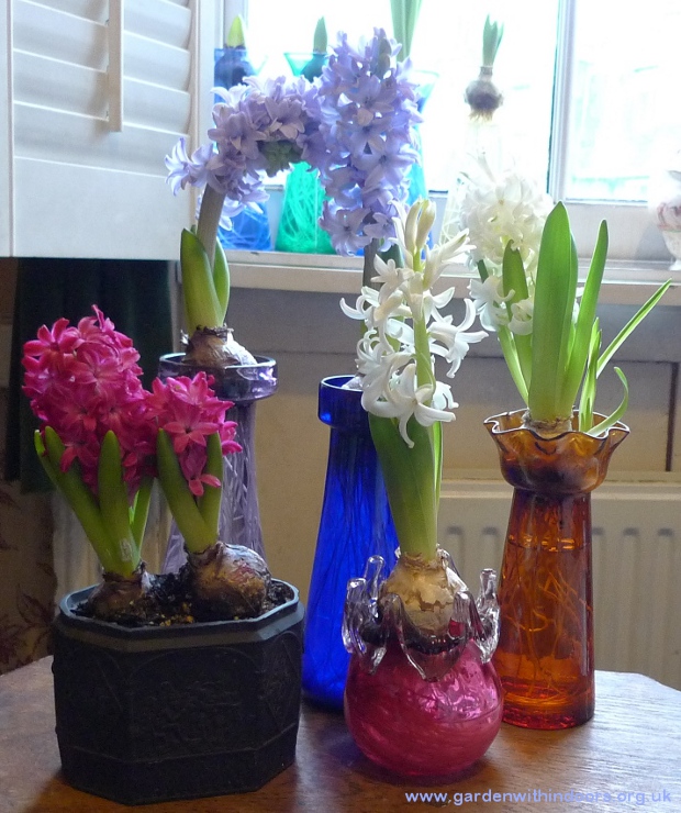 forced hyacinths in bloom