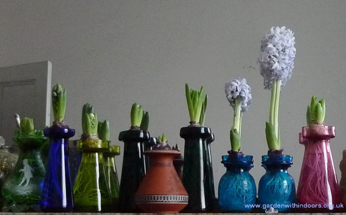 hyacinth bulbs blooming in hyacinth vases
