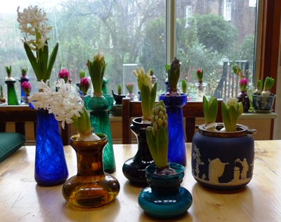 hyacinth buds and blooms