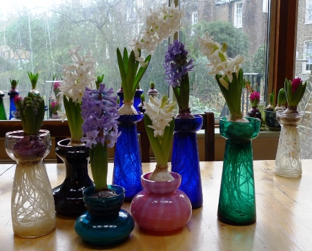 forced hyacinths in bloom just before Christmas 2011