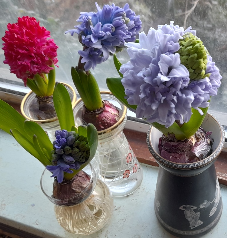 hyacinths in bloom in hyacinth vases