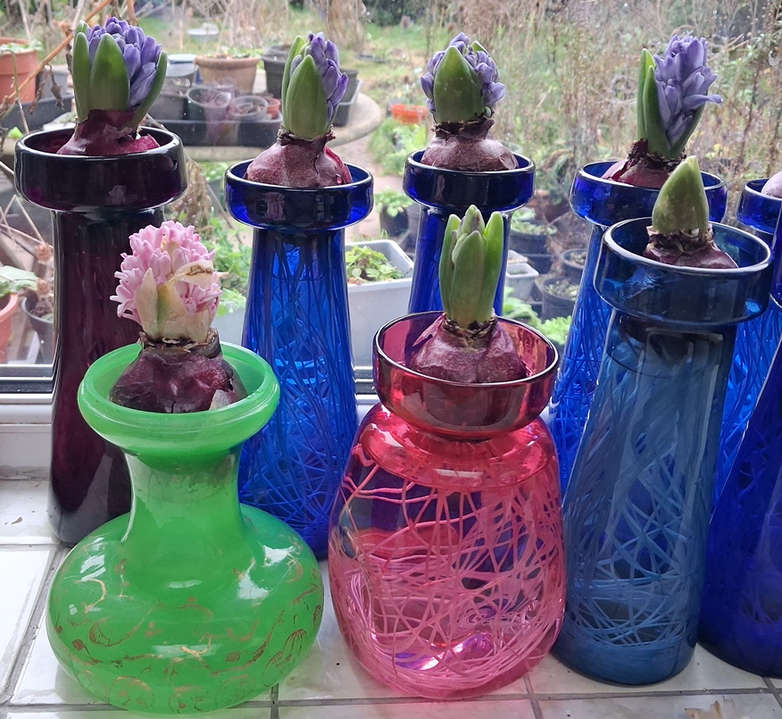 forced hyacinths antique vases