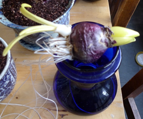forced hyacinth bulb with bulblet
