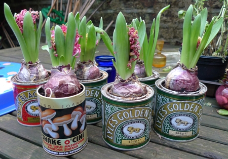 forced Pink Pearl hyacinths planted in tins