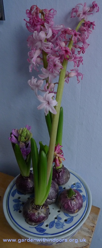 forced hyacinths in bulb bowl