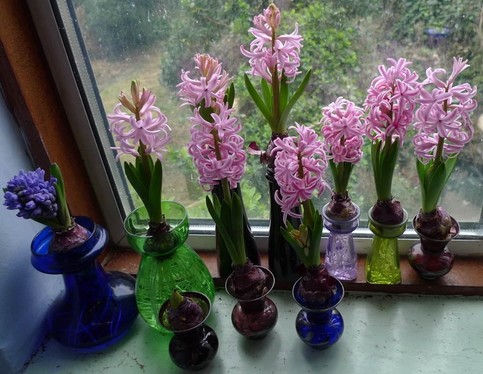 pink pearl forced hyacinths