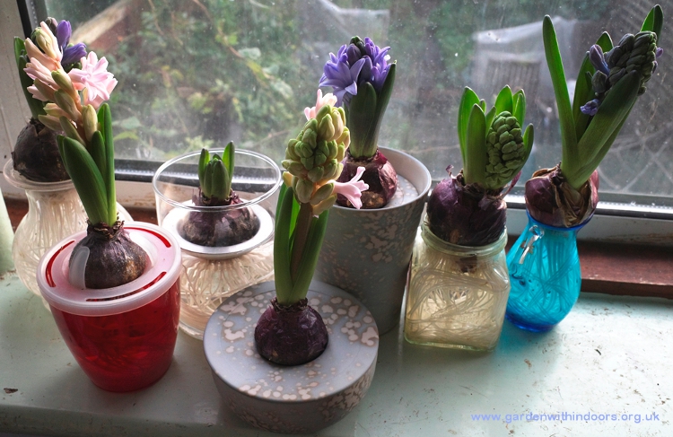 hyacinths vases in bloom