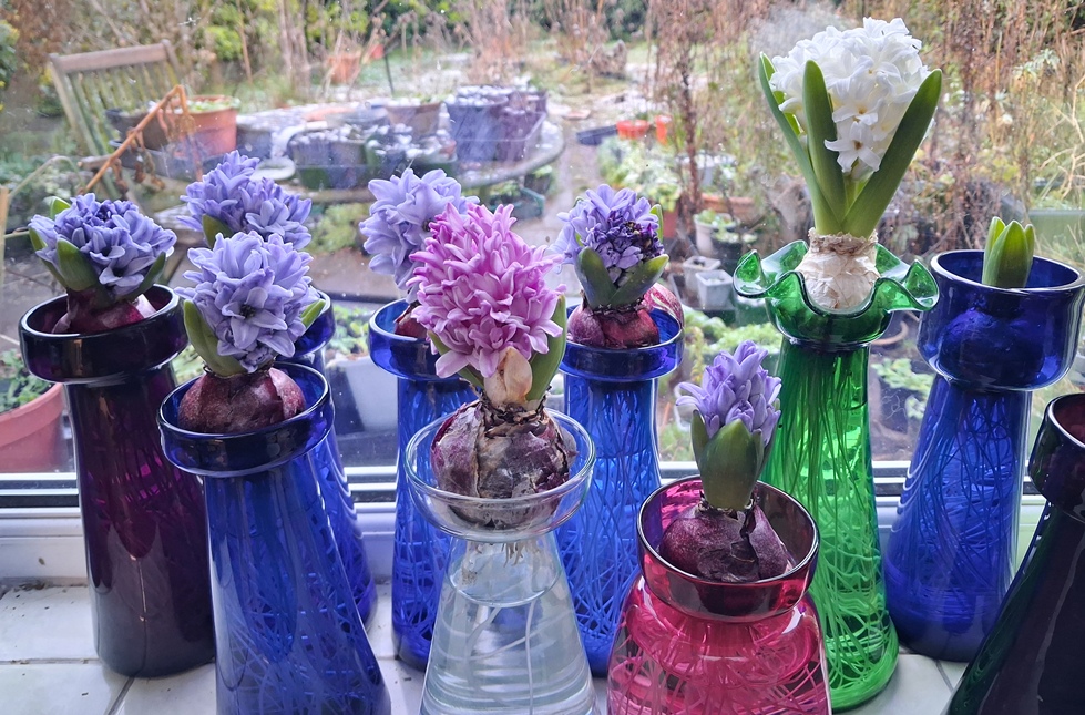 forced hyacinths antique vases