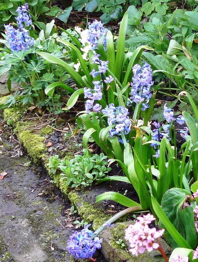 forced hyacinths planted out in flower