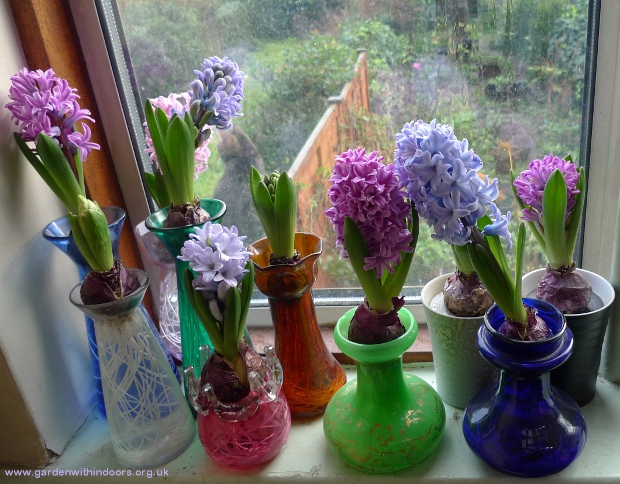 hyacinths forced in hyacinth vases