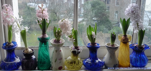 hyacinths in bloom in hyacinth vases