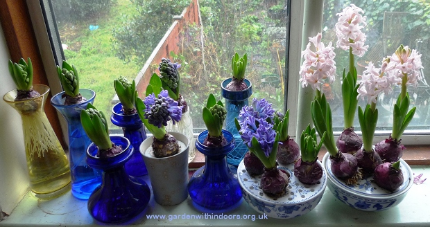 forced hyacinth bulbs in hyacinth vases