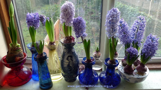 forced hyacinth in hyacinth vases
