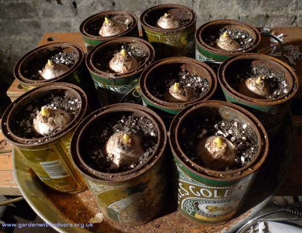 hyacinth bulbs growing in Golden Syrup tins