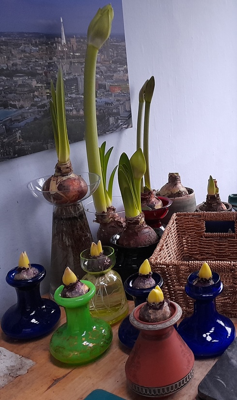 forced hyacinths in vases out of the dark for Christmas